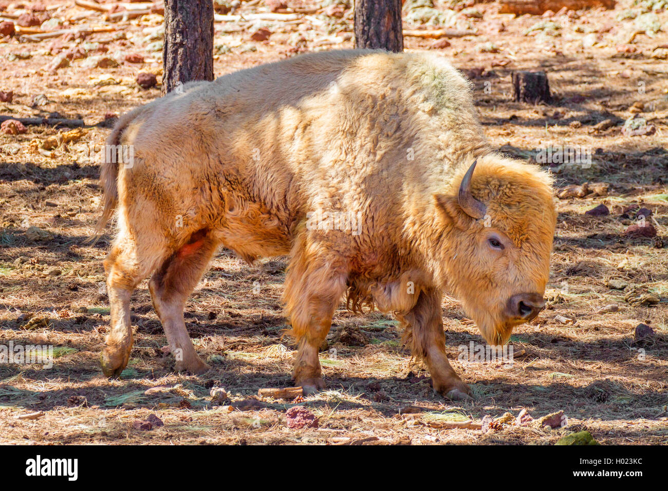 Amerikanischer Bison, Waldbison, Bueffel (Bison bison athabascae), Albino, Weisser Bueffel , USA, Arizona, Bearizona Wildlife Pa Stock Photo