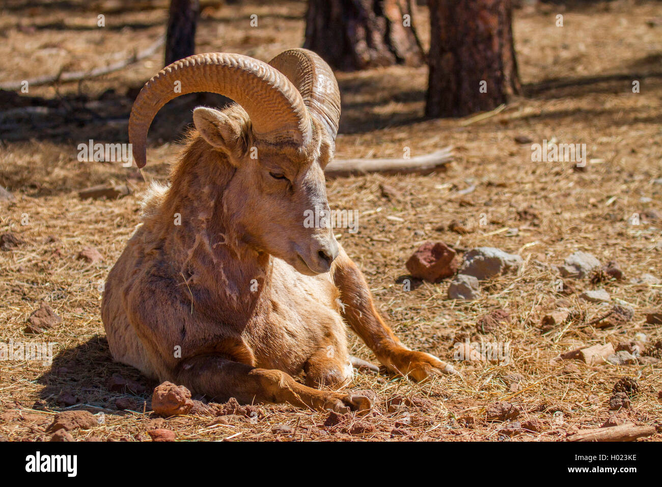 bighorn sheep, American bighorn, mountain sheep (Ovis canadensis), buck, USA, Arizona, Bearizona Wildlife Park Stock Photo