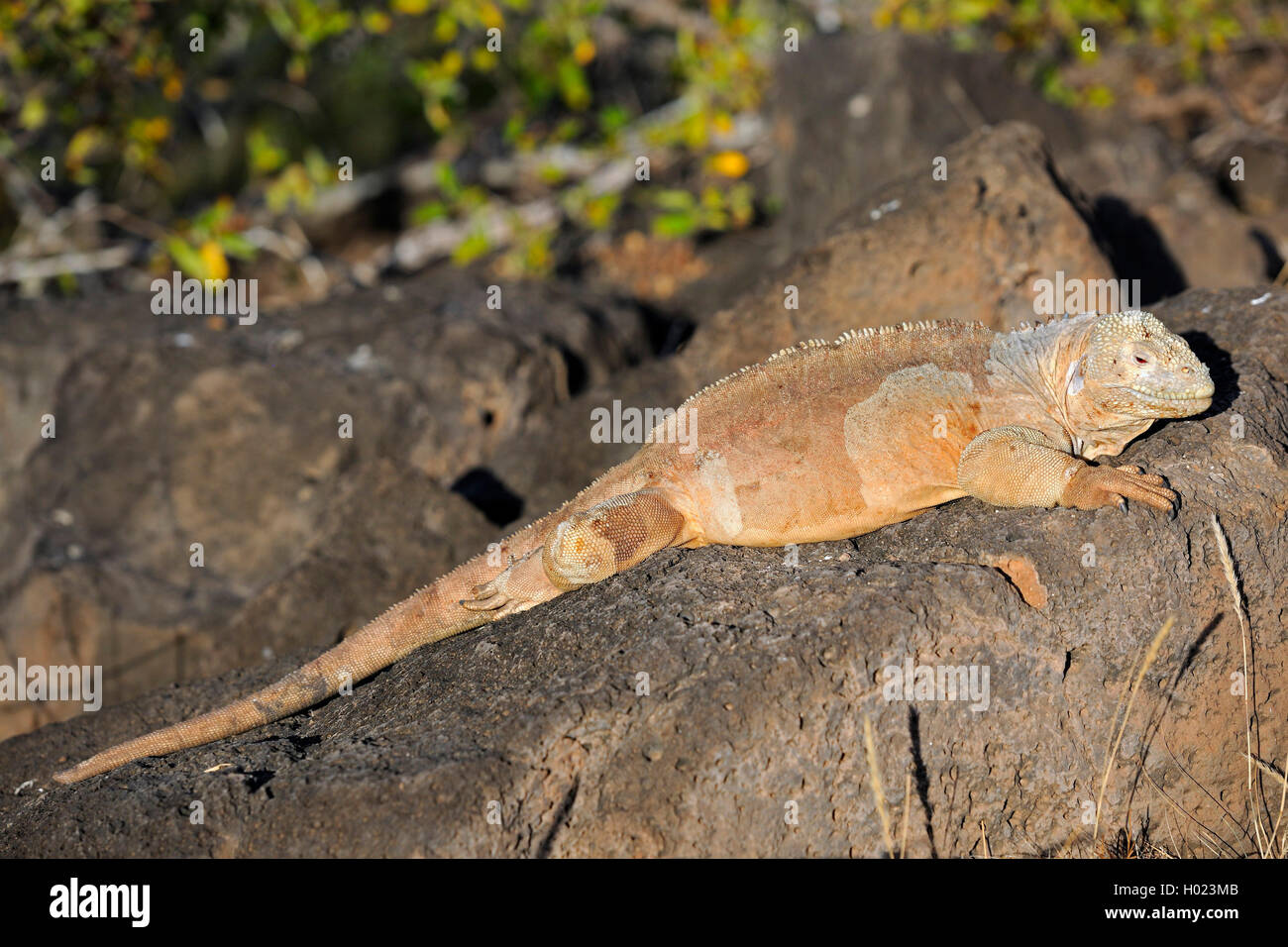 Barrington Land Iguana, Santa Fe Land Iguana (Conolophus pallidus