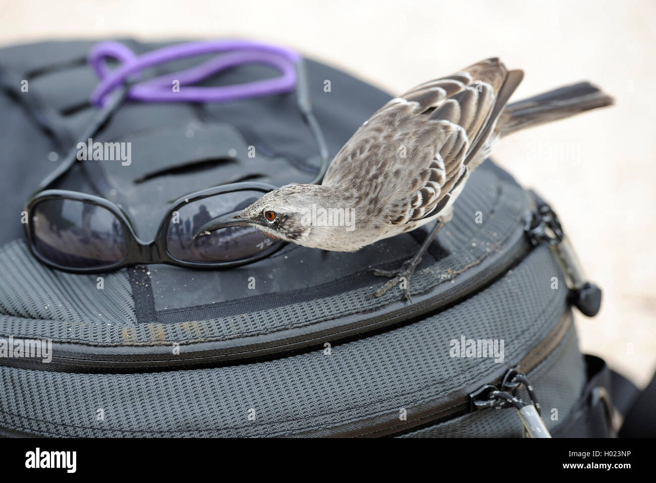 Hood mockingbird, Espanola mockingbird (Nesomimus parvulus macdonaldi, Nesomimus macdonaldi), is interested in sunglasses on a photo backpack, Ecuador, Galapagos Islands, Espanola Stock Photo