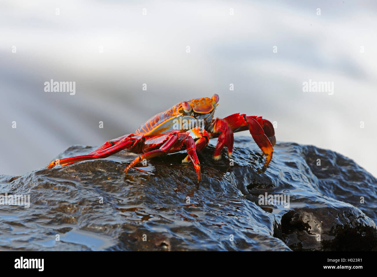 Sally lightfoot crab, Mottled shore crab (Grapsus grapsus), on a stone at the sea, Ecuador, Galapagos Islands, Espanola Stock Photo