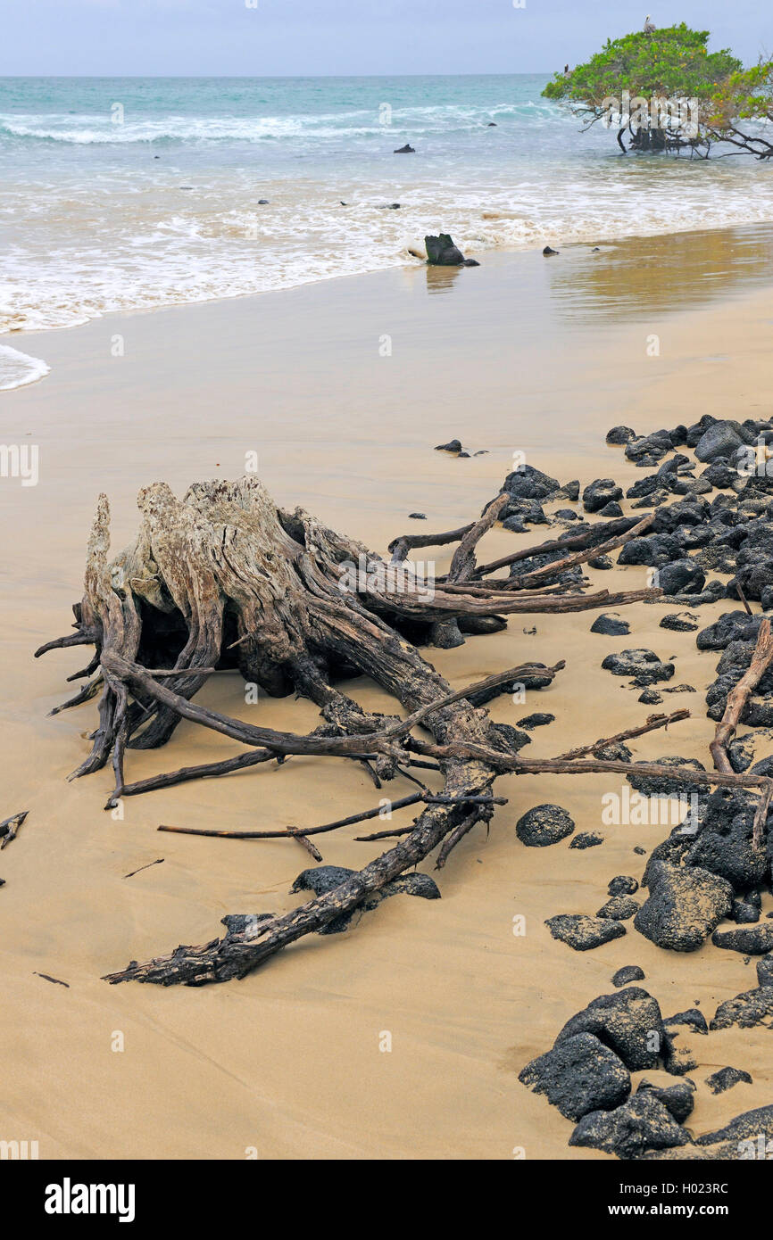 beach with dead wood near Puerto Villamil, Ecuador, Galapagos Islands, Isabela Stock Photo