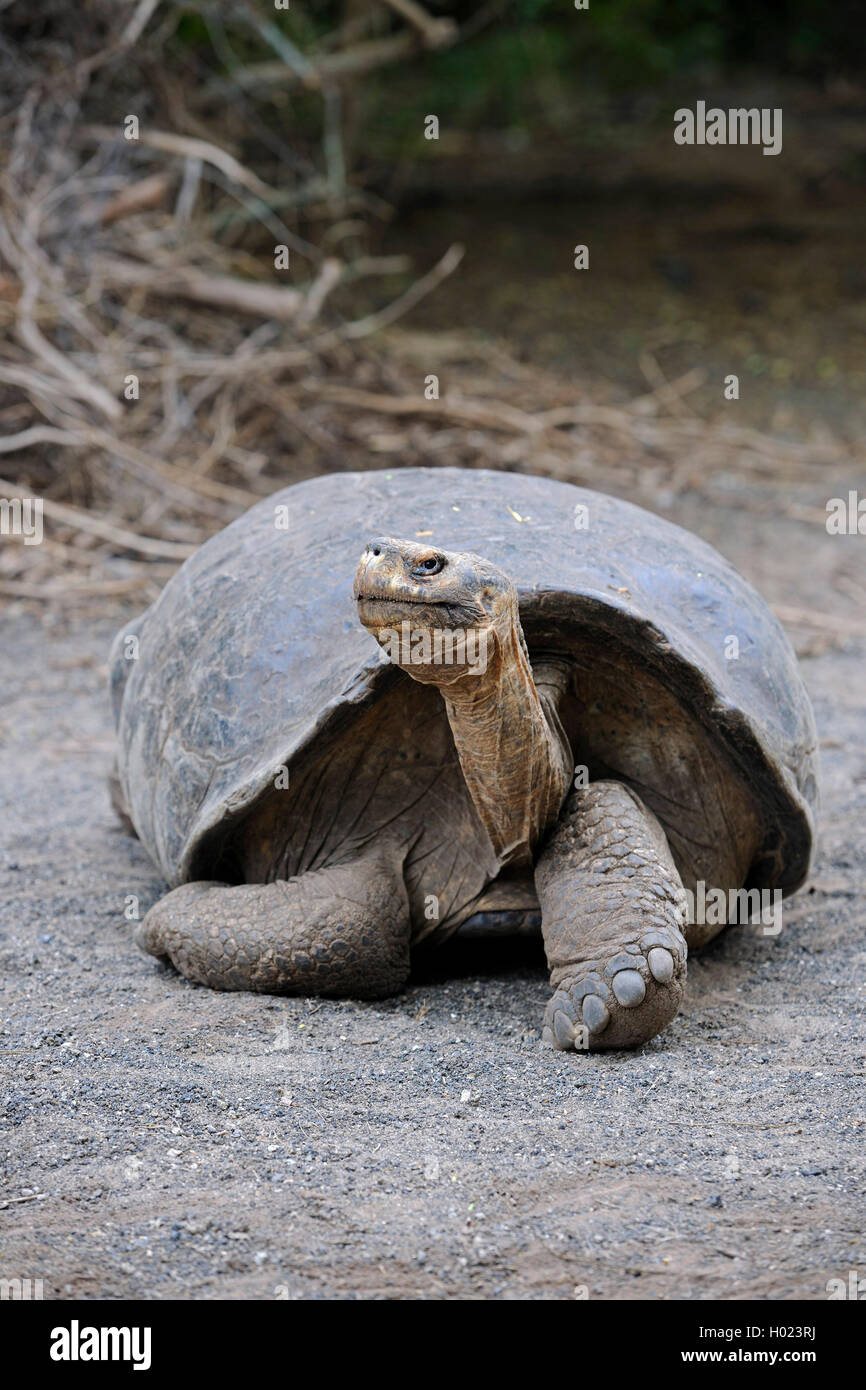 Galapagos tortoise, Galapagos giant tortoise (vicina) (Chelonodis nigra vicina, Geochelone elephantopus vicina, Geochelone nigra vicina, Testudo elephantopus vicina, Chelonoides elephantopus vicina), adult on the beach, Ecuador, Galapagos Islands, Isabela, Cerro Azul Stock Photo