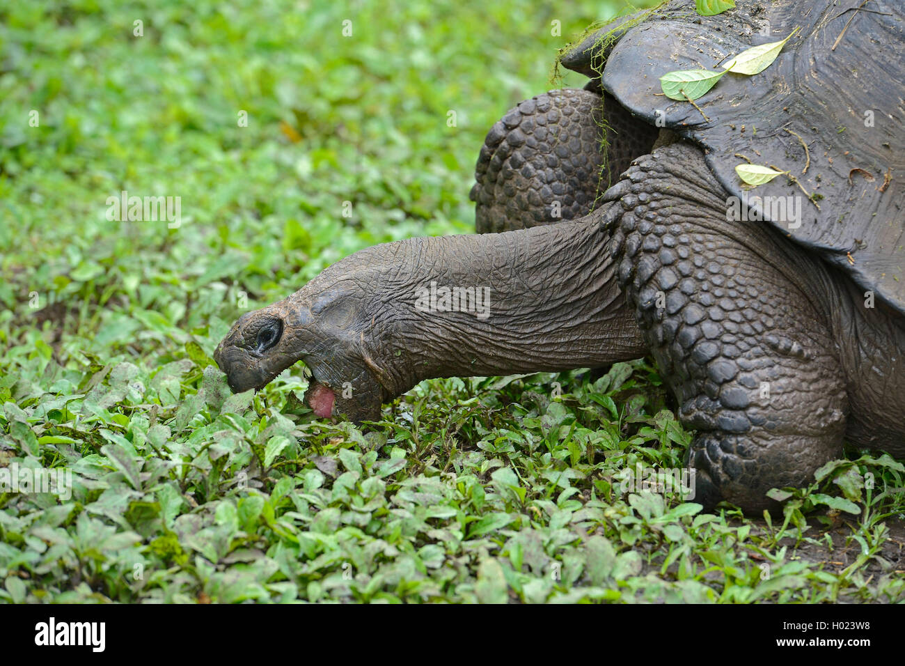 Santa-Cruz-Riesenschildkroete, Santa-Cruz-Galapagosschildkroete (Chelonodis nigra porteri, Geochelone elephantopus porteri, Geoc Stock Photo