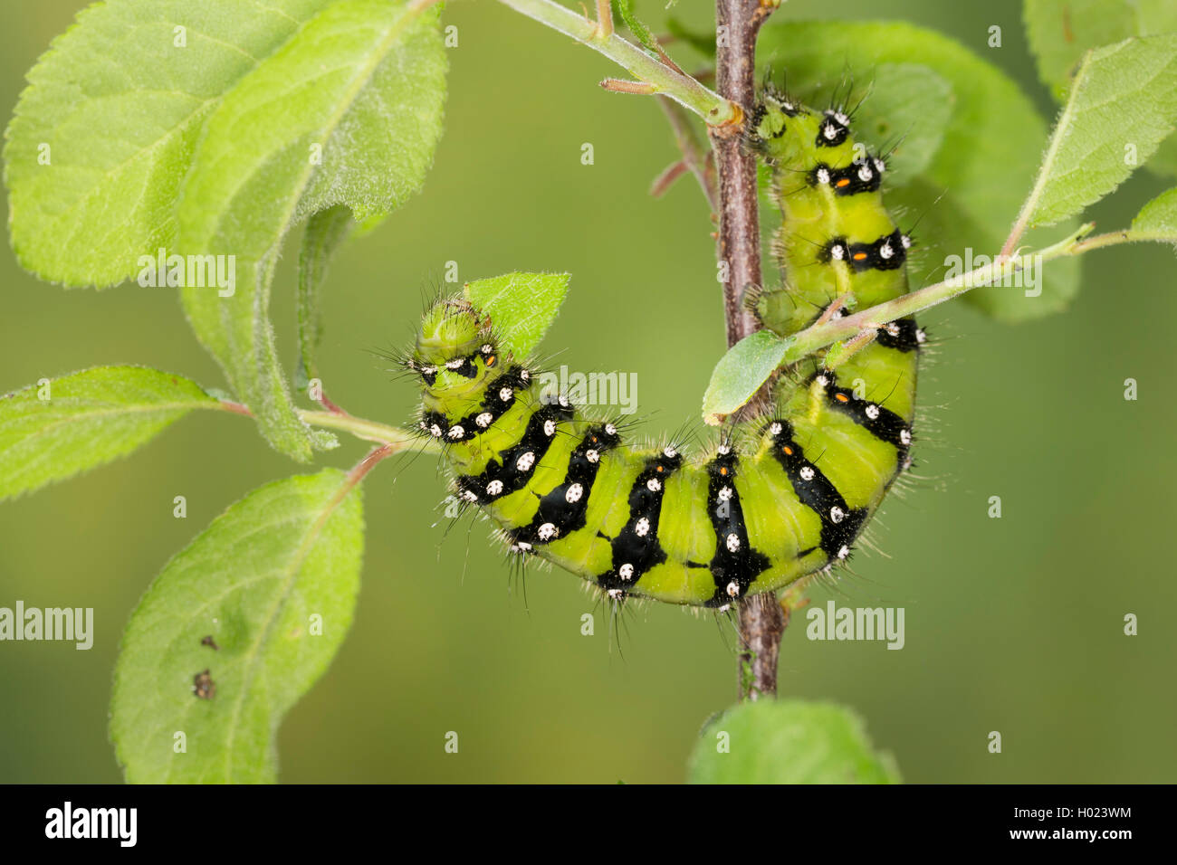Emperor moth, Small Emperor Moth (Saturnia pavonia, Eudia pavonia, Pavonia pavonia), caterpillar feeds on sloe, Germany Stock Photo