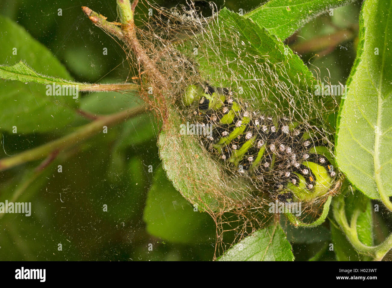 Emperor moth, Small Emperor Moth (Saturnia pavonia, Eudia pavonia, Pavonia pavonia), caterpillar spinning a cocoon, Germany Stock Photo