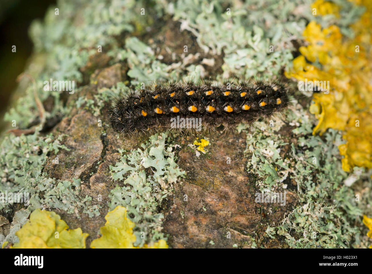 Scarce footman (Eilema complana, Manulea complana, Phalaena complana, Lithosia complanata), caterpillar feeding on lichens Stock Photo