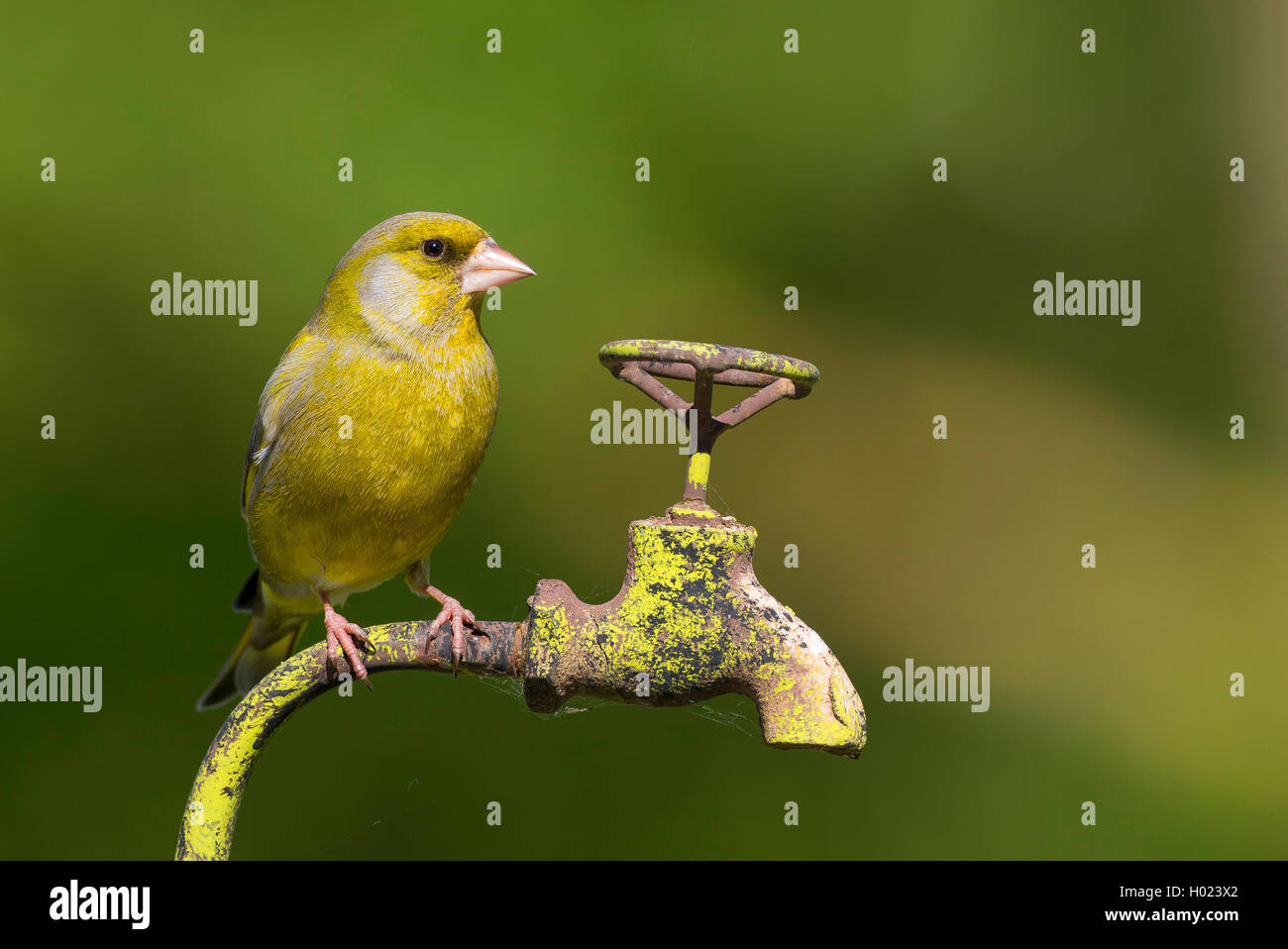 western greenfinch (Carduelis chloris), male sitting on a water tap in the garden, Germany Stock Photo