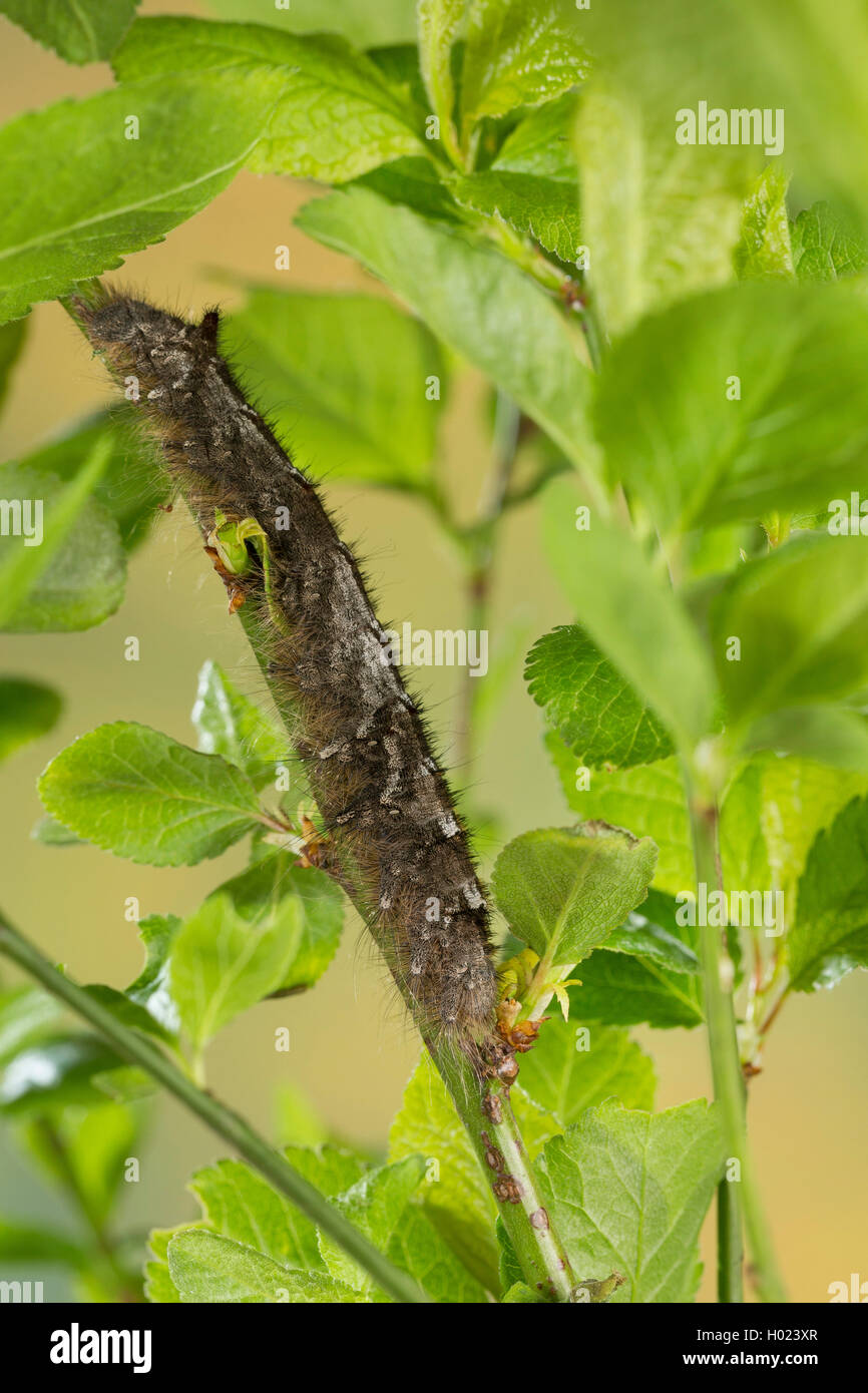 lappet (Gastropacha quercifolia, Phalaena quercifolia), caterpillar, Germany Stock Photo