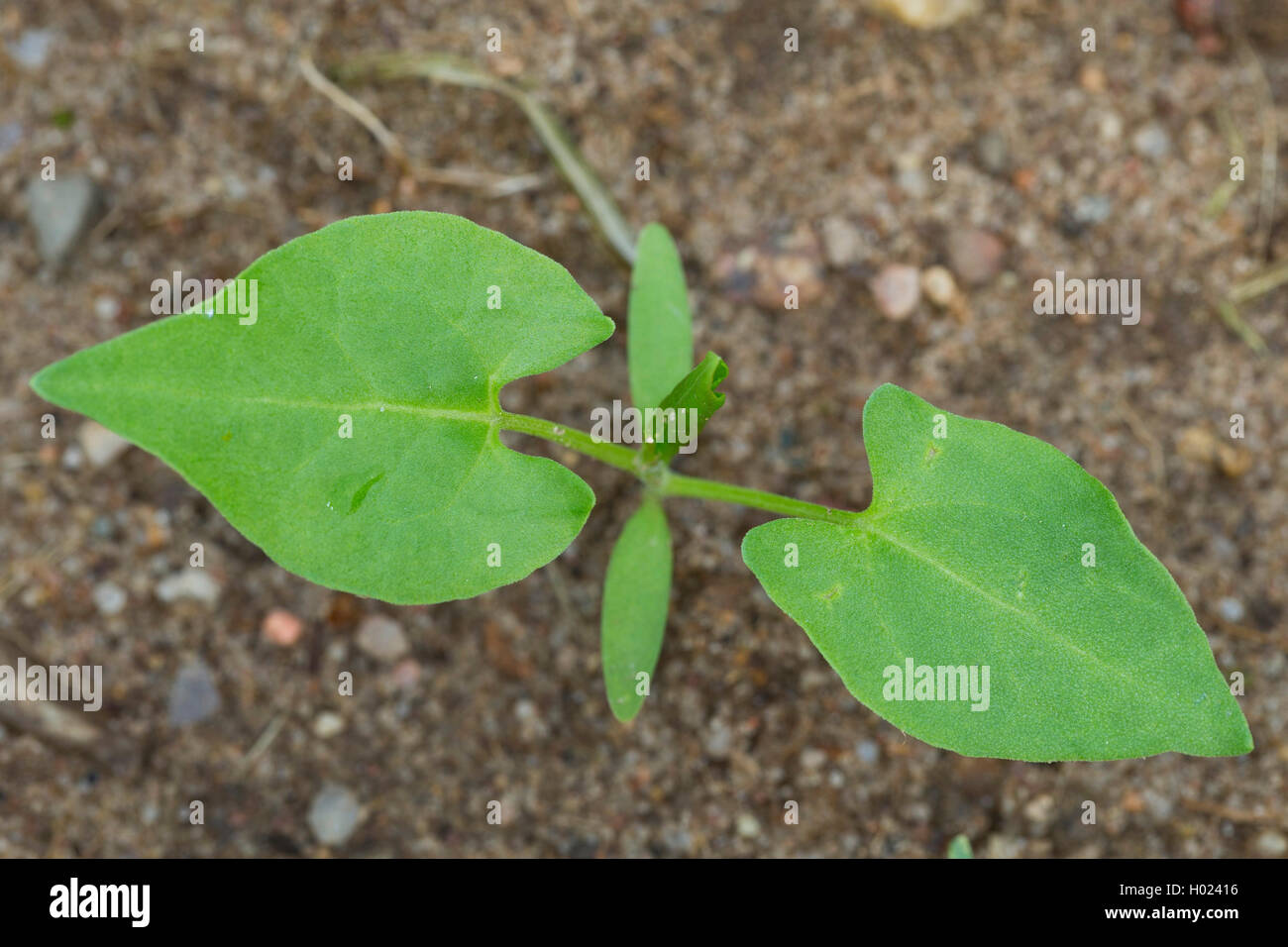 Climbing buckwheat, Black bindweed (Fallopia convolvulus, Polygonum convolvulus, Bilderdykia convolvulus), seedling, Germany Stock Photo
