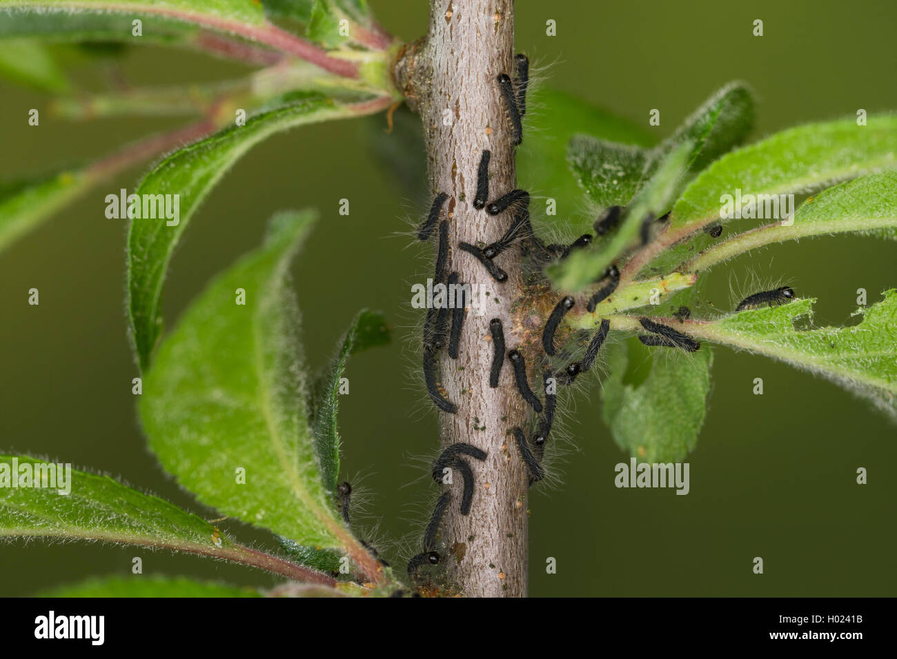 Wollafter, Birkenwollafter, Birken-Wollafter (Eriogaster lanestris, Bombyx lanestris), Jungraupen am Zweig, Deutschland | Small Stock Photo