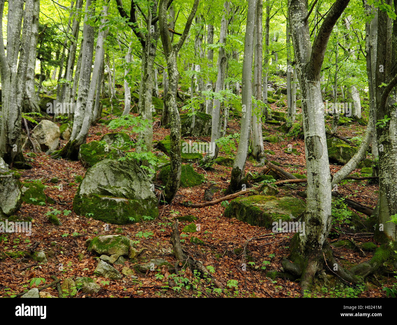 common beech (Fagus sylvatica), beech forest in the Maritime Alps in spring, Italy, Parco Naturale Alpi Marittime, Valdieri Stock Photo