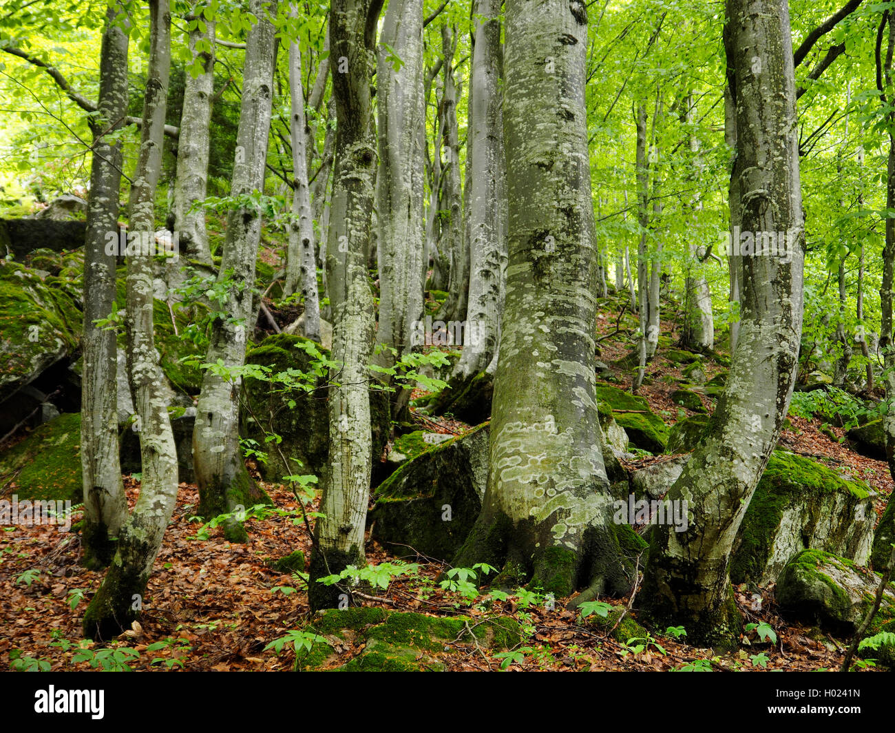 common beech (Fagus sylvatica), beech forest in the Maritime Alps in spring, Italy, Parco Naturale Alpi Marittime, Valdieri Stock Photo