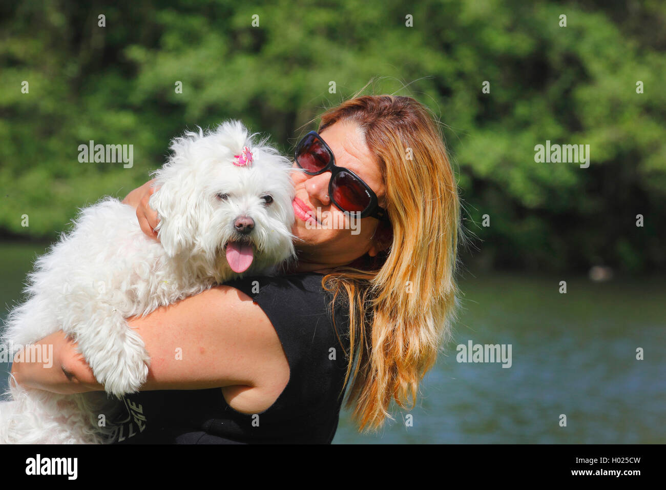 maltese (Canis lupus f. familiaris), blond woman with seven year old maltese on her arms, Germany Stock Photo