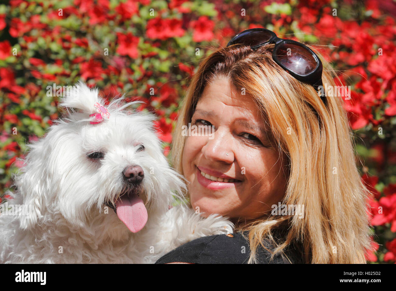 maltese (Canis lupus f. familiaris), blond woman with seven year old maltese on her arms, Germany Stock Photo