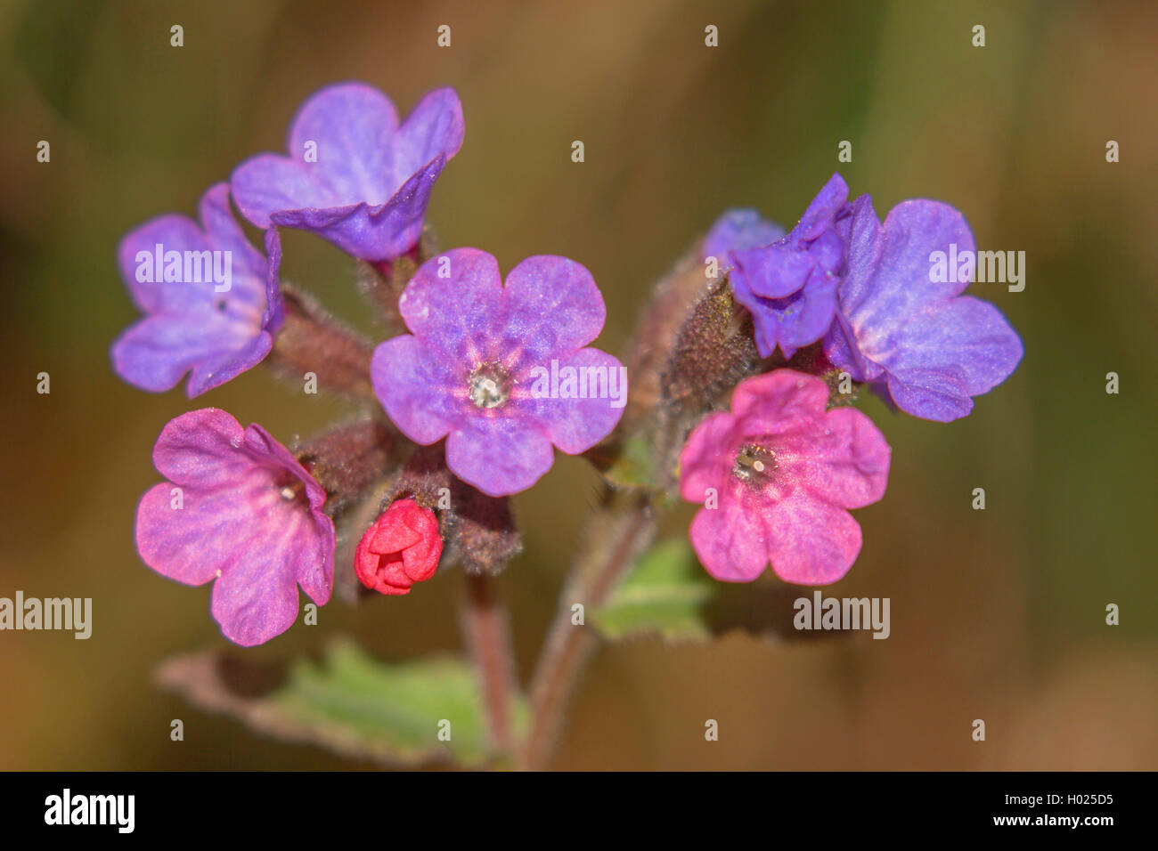 Common lungwort (Pulmonaria officinalis), flowers changin colors, Germany, Bavaria, Oberbayern, Upper Bavaria Stock Photo
