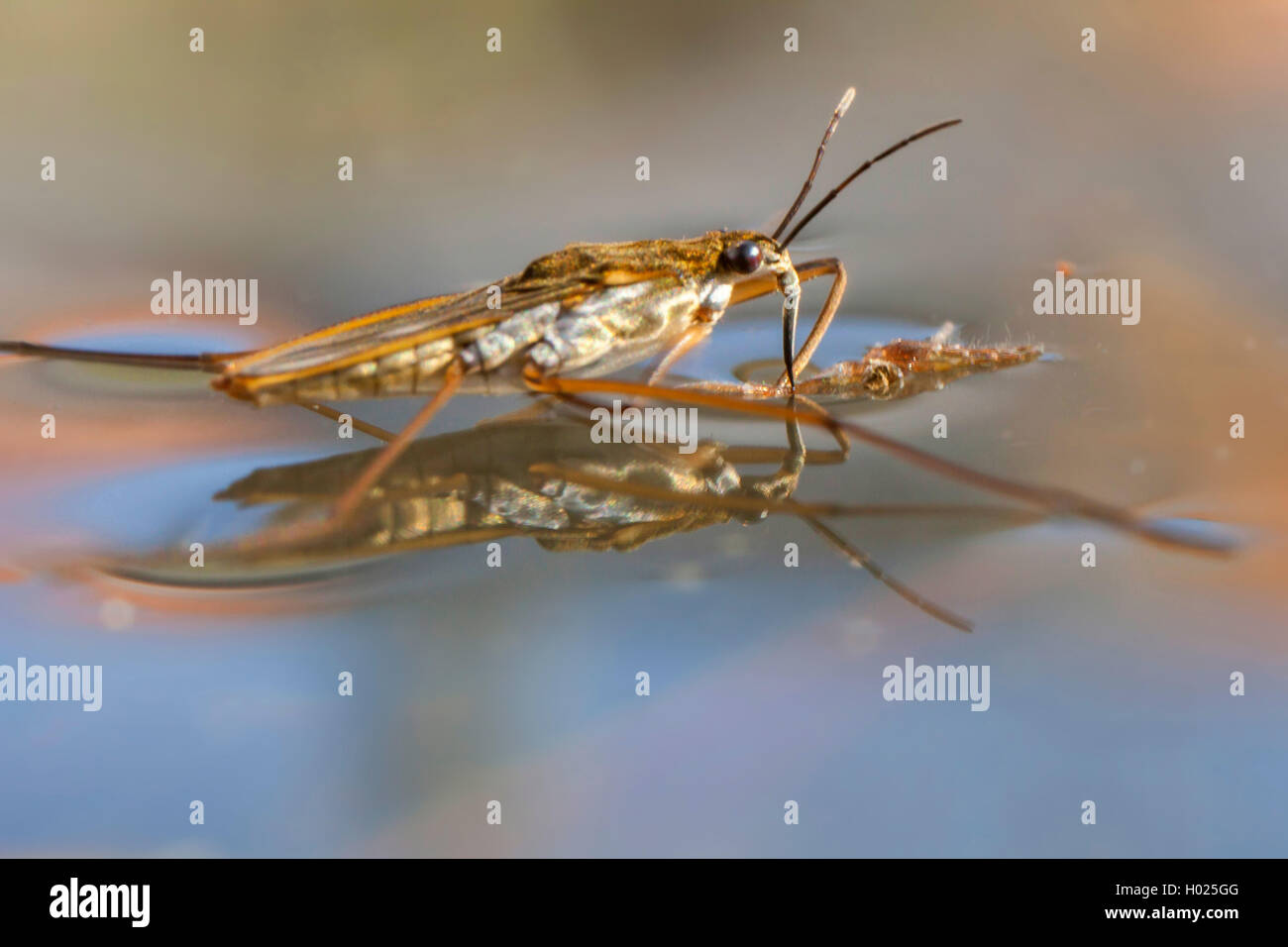 water crickets, broadshouldered water striders (Velia spec.), sucks