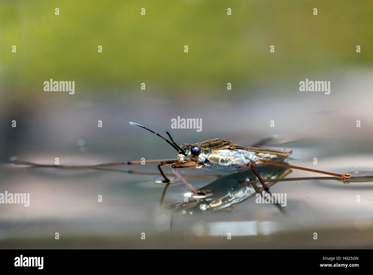 water crickets, broad-shouldered water striders (Velia spec.), lurks for prey, Germany, Bavaria, Niederbayern, Lower Bavaria Stock Photo