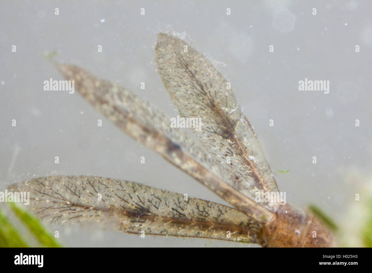 damselflies (Zygoptera), tail appendages of the larva under water, Germany, Bavaria, Niederbayern, Lower Bavaria Stock Photo