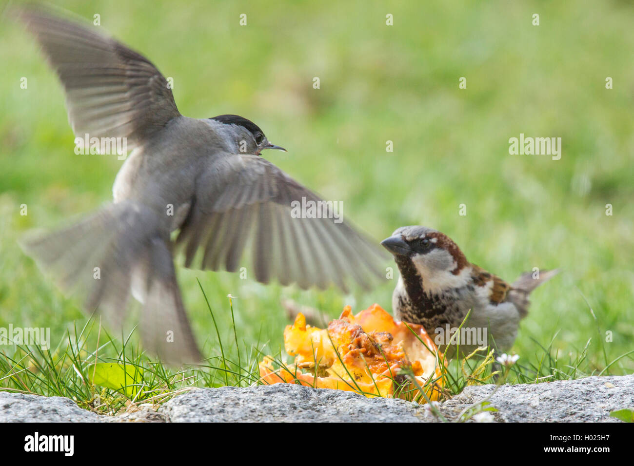 blackcap (Sylvia atricapilla), fights for an aplle with a house sparrow, Germany, Bavaria, Niederbayern, Lower Bavaria Stock Photo