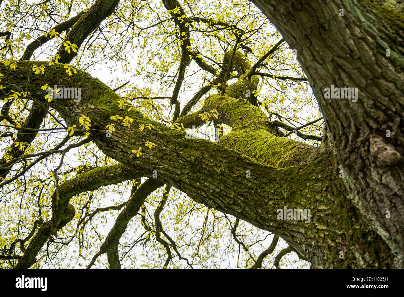 Bemooste Aeste in einer alten Eichenkrone, Deutschland, Bayern, Bayerischer Wald Nationalpark | mossy branches of an old oak, Ge Stock Photo
