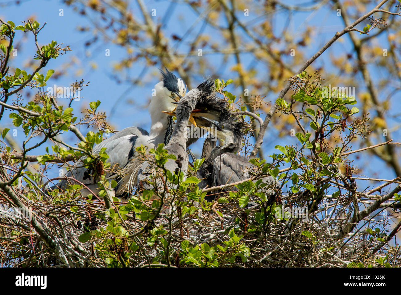 grey heron (Ardea cinerea), fledgelings greet the adult at the nest, Germany, Bavaria, Niederbayern, Lower Bavaria Stock Photo