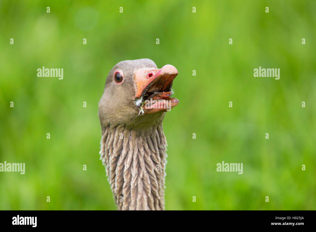 greylag goose (Anser anser), threatening the photographer, portrait, Germany, Bavaria, Niederbayern, Lower Bavaria Stock Photo