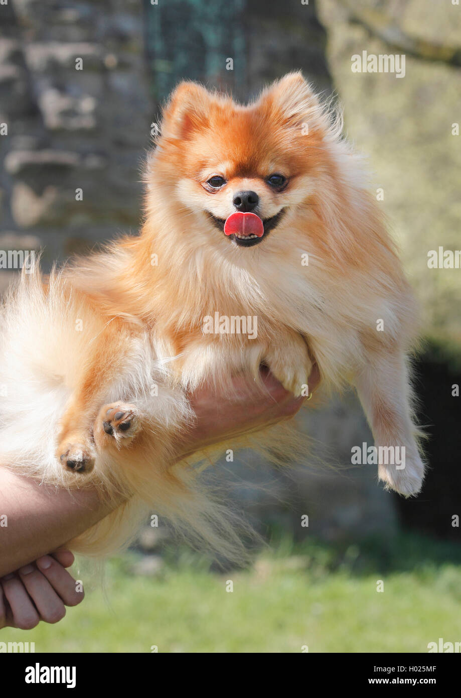 Pomeranian (Canis lupus f. familiaris), 1,5 year old Pomeranian, Germany Stock Photo