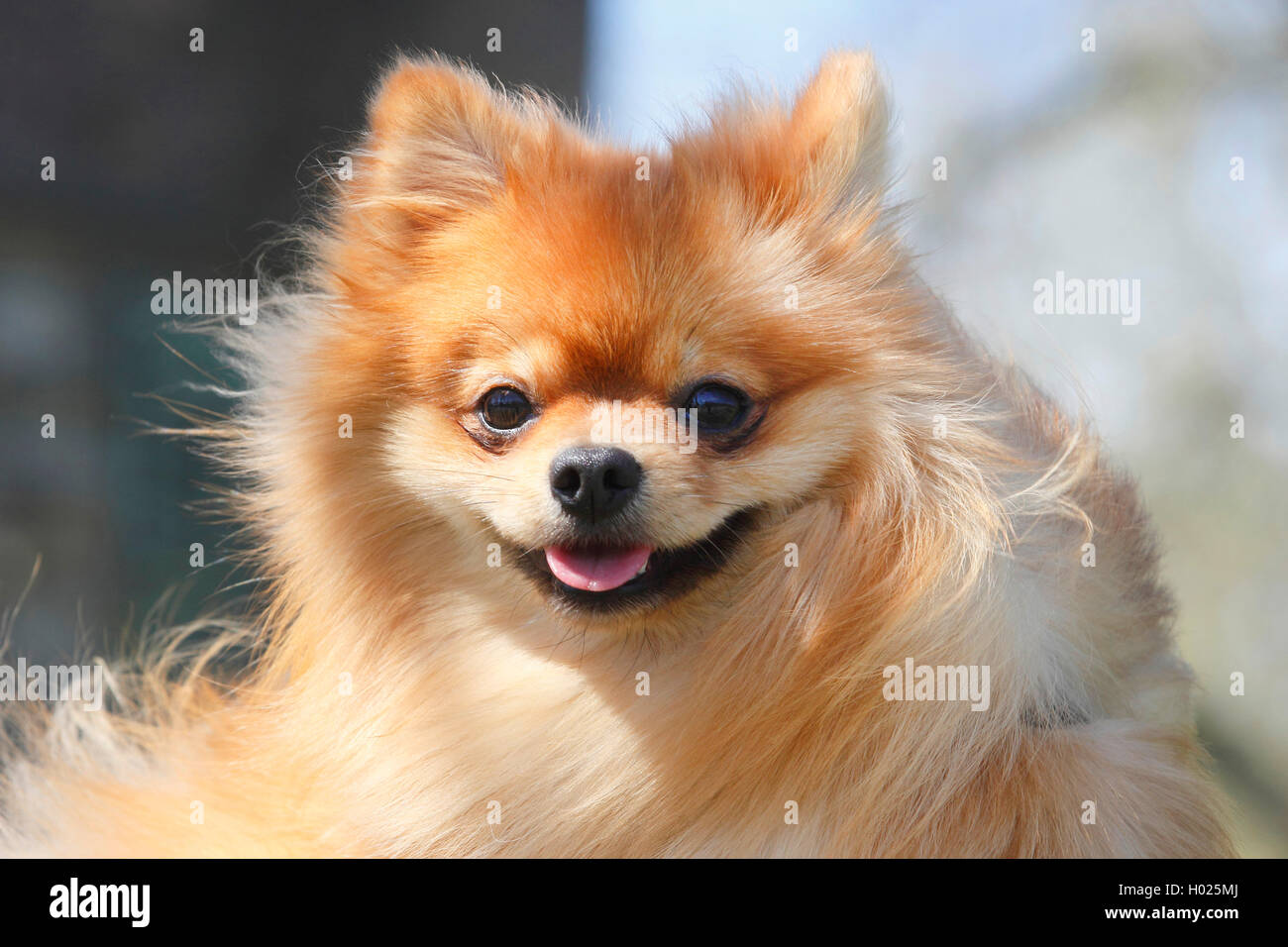 5 year hot sale old pomeranian