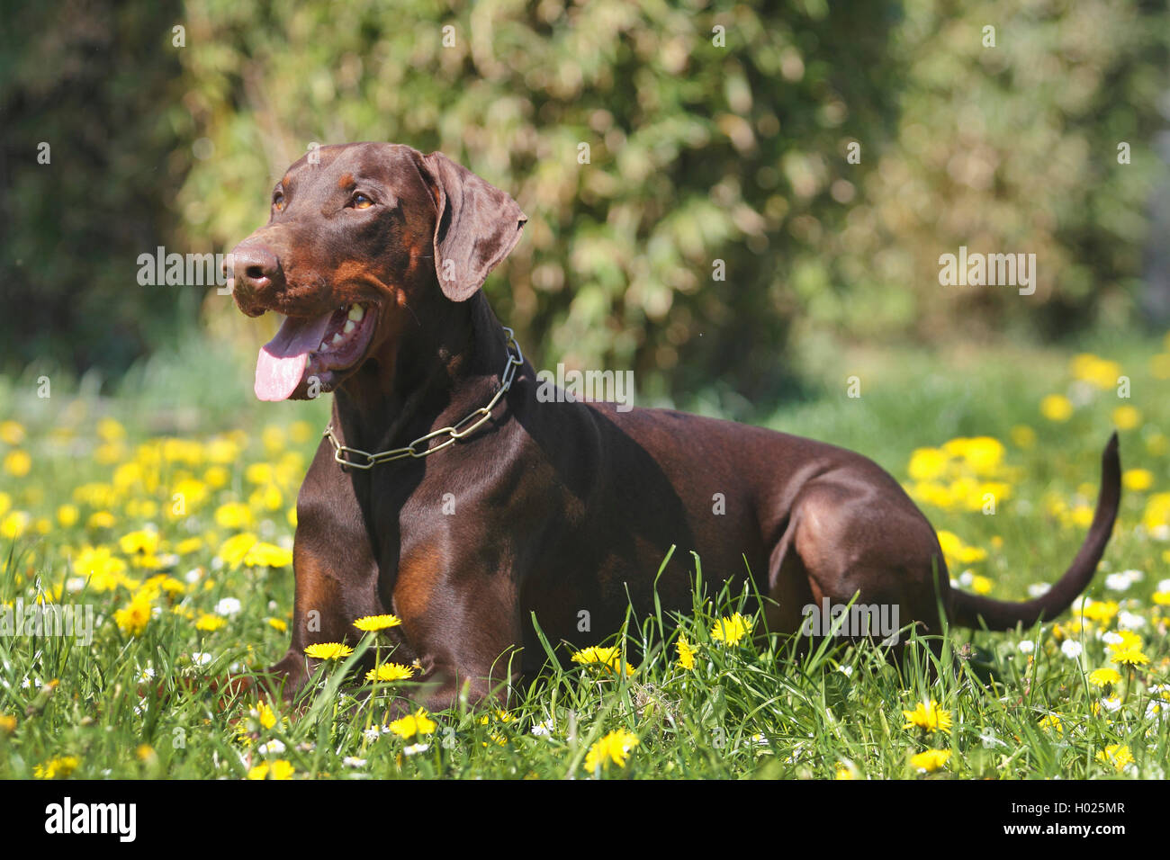 Dobermann (Canis lupus f. familiaris), three years old brown male dog lying in a meadow, Germany Stock Photo