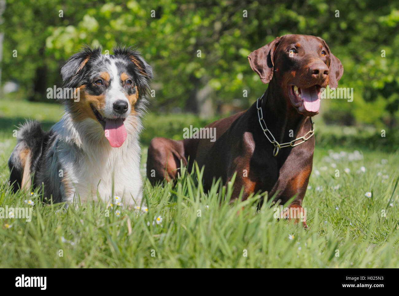 Dobermaenner High Resolution Stock Photography and Images - Alamy