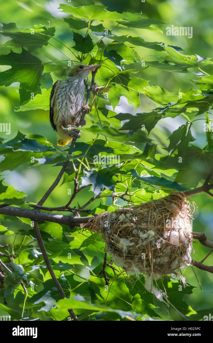 golden oriole (Oriolus oriolus), flightless young bird climbing out the nest, Germany, Bavaria Stock Photo