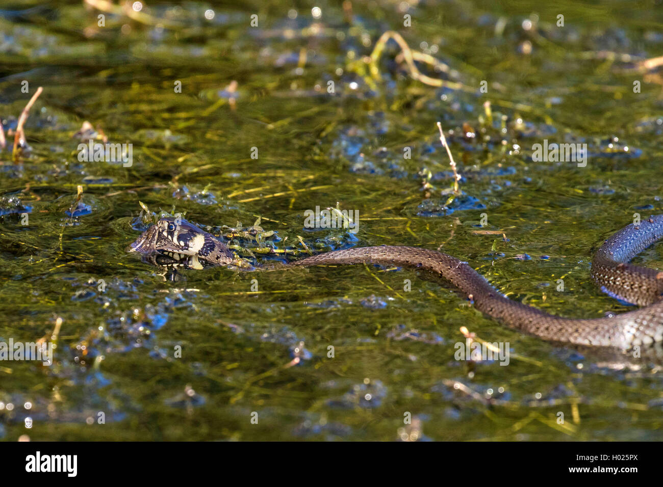 grass snake (Natrix natrix), swimming with hunting down frog over dense waterweeds, side view, Germany, Bavaria Stock Photo