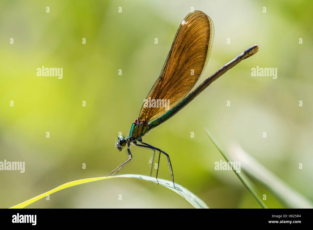 bluewing, demoiselle agrion (Calopteryx virgo), female on a leaf, side view, Germany, Bavaria Stock Photo