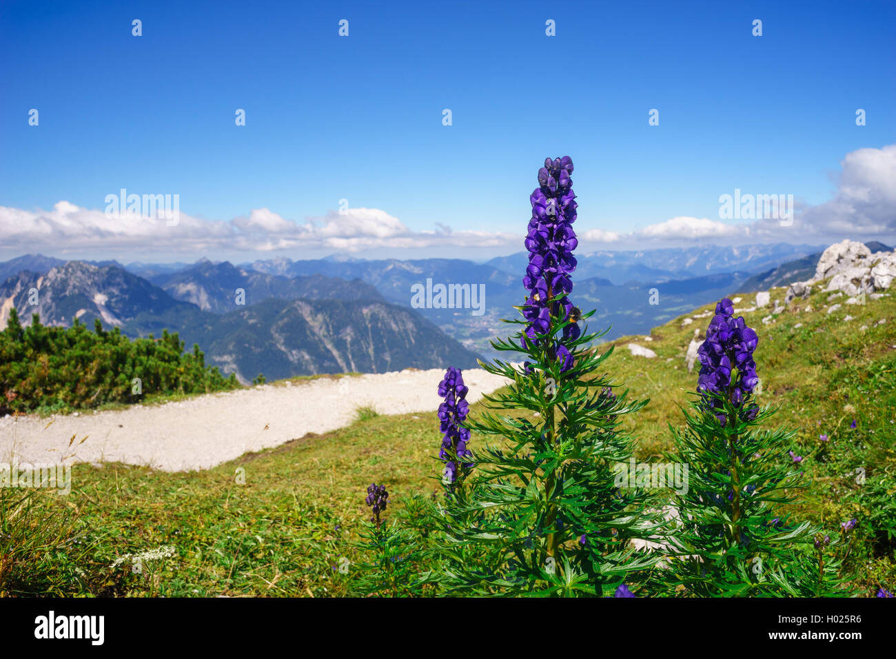 Aconitum napellus or monk's-hood or wolfsbane flowers against alpine mountains Stock Photo