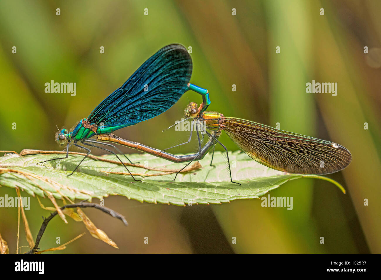 Blaufluegel-Prachtlibelle, Blaufluegelprachtlibelle (Calopteryx virgo), Paarung auf einem Blatt, Paarungsrad, Deutschland, Bayer Stock Photo
