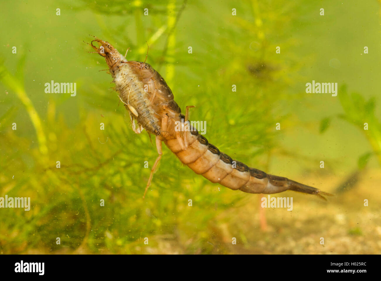 Great diving beetle (Dytiscus marginalis), larva swimming with preyed larva of the lesser silver