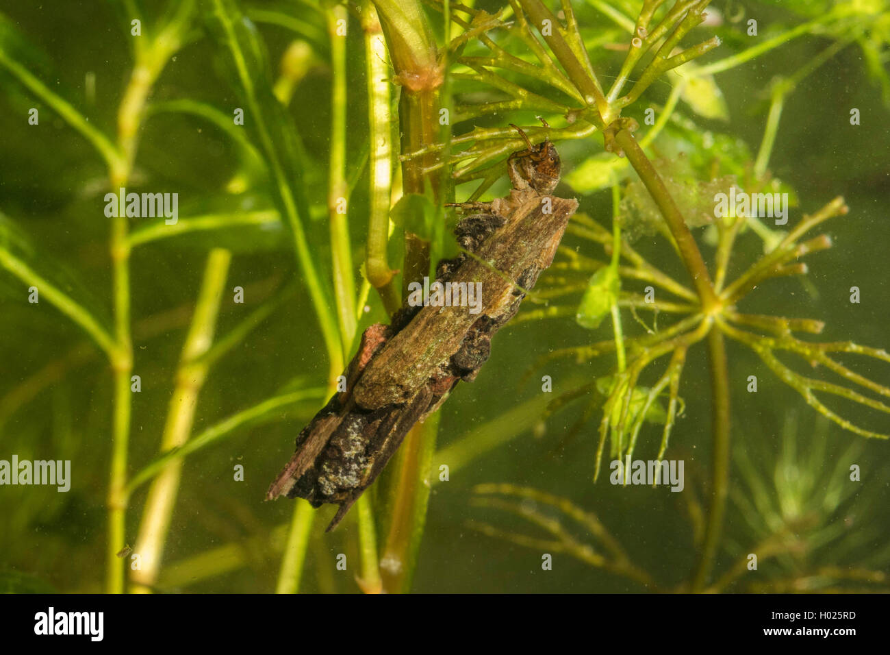 caddis flies (Trichoptera), imago with quiver of parts of plant Stock