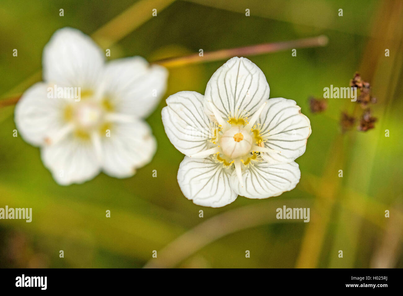 marsh grass-of-parnassus (Parnassia palustris), white flowers, Germany, Bavaria Stock Photo