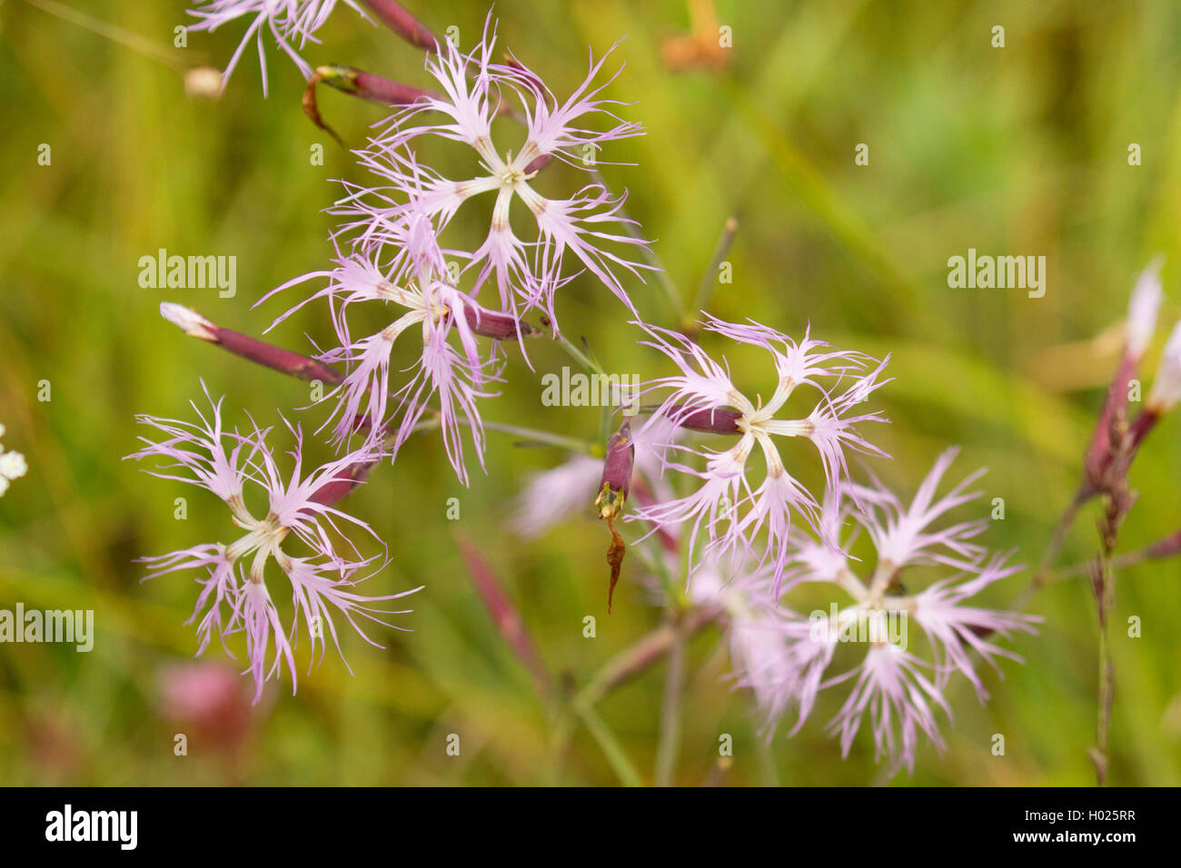 superb pink (Dianthus superbus), flowers, Germany, Bavaria, Staffelseemoore Stock Photo