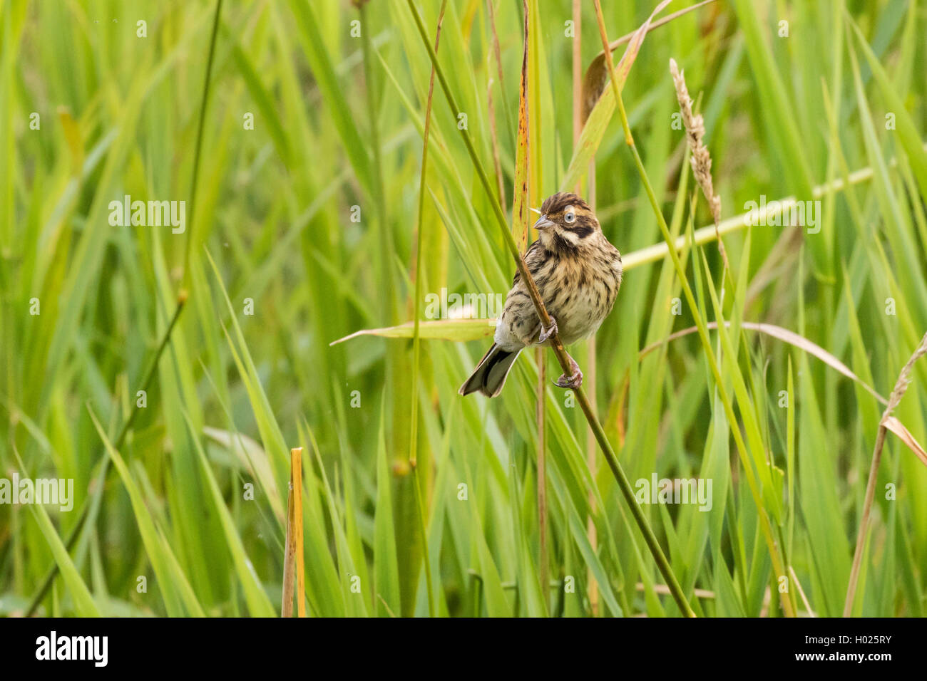 reed bunting (Emberiza schoeniclus), female sitting on a stem, Germany, Bavaria Stock Photo