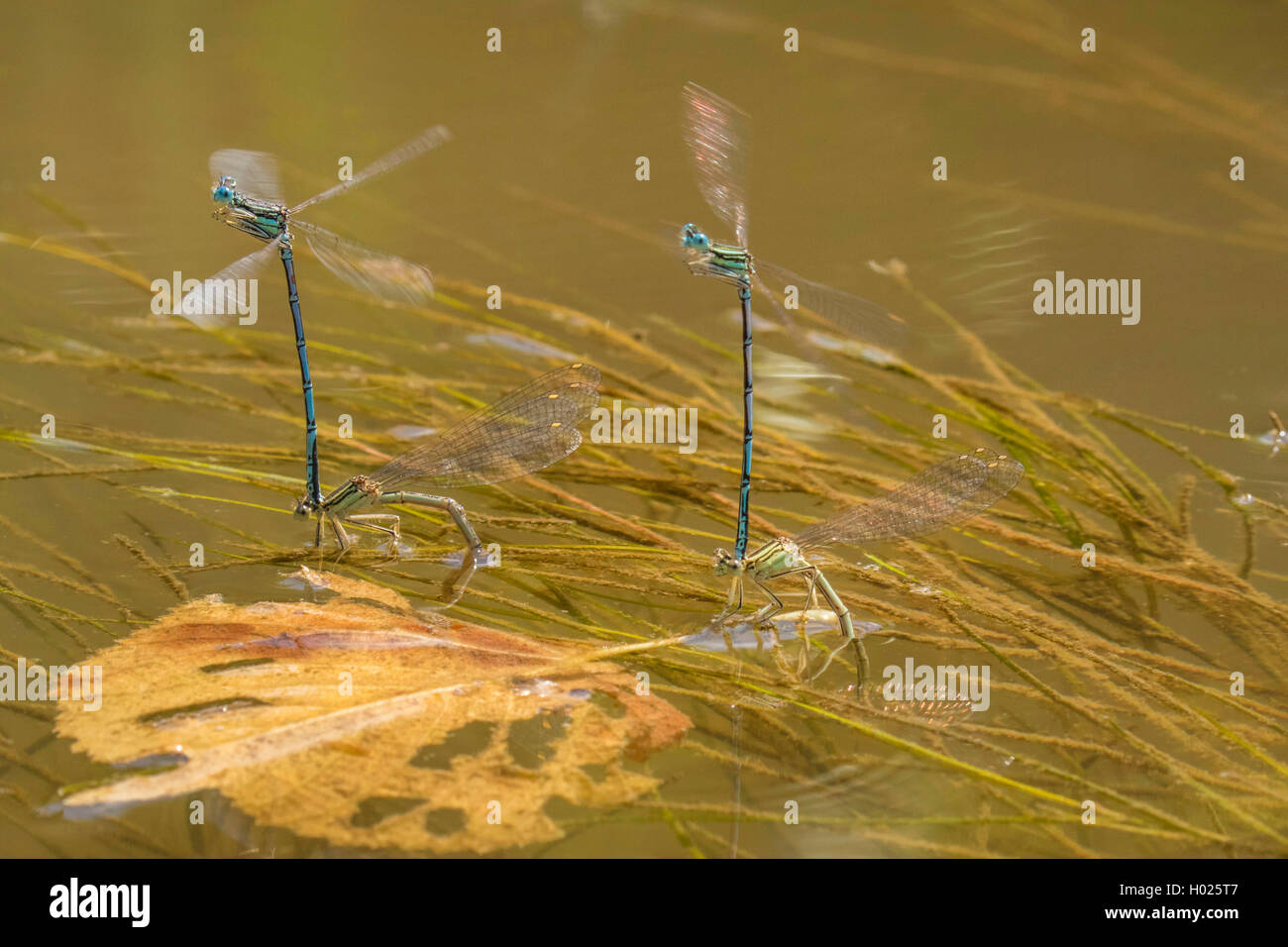 Federlibelle, Feder-Libelle, Blaue Federlibelle (Platycnemis pennipes), zwei Paare bei der Eiablage an Wasserpflanzen, Seitenans Stock Photo