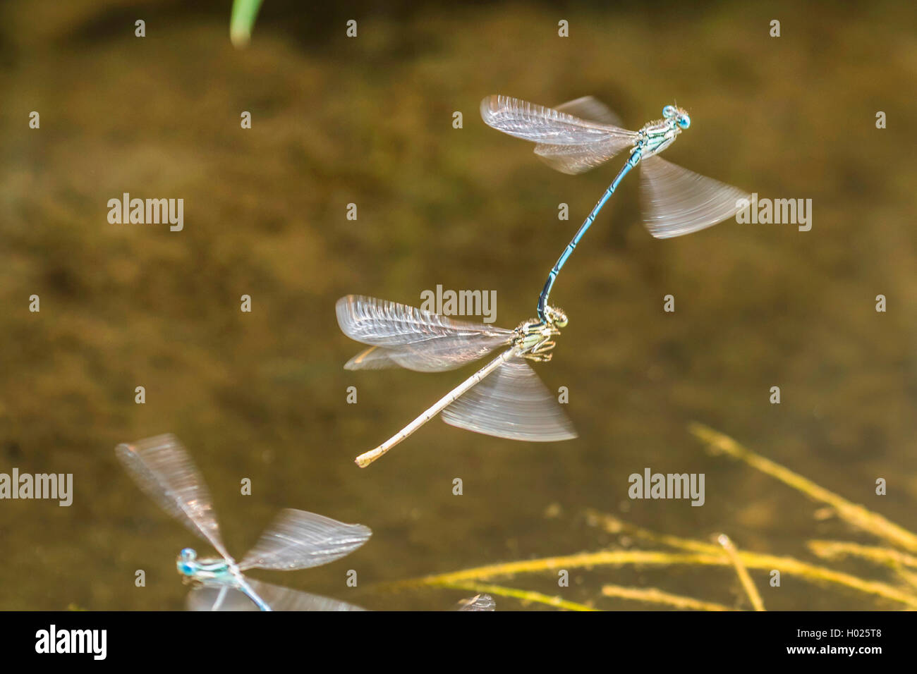 Federlibelle, Feder-Libelle, Blaue Federlibelle (Platycnemis pennipes), Paar im Tandemflug, Deutschland, Bayern | white-legged d Stock Photo