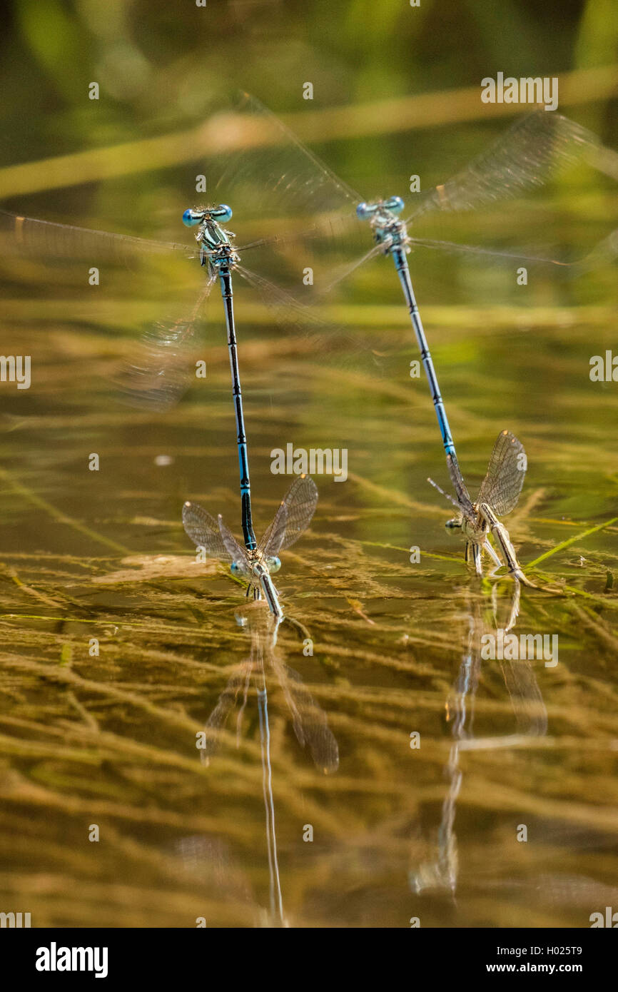 Federlibelle, Feder-Libelle, Blaue Federlibelle (Platycnemis pennipes), zwei Paare bei der Eiablage an der Wasseroberflaeche, Ru Stock Photo