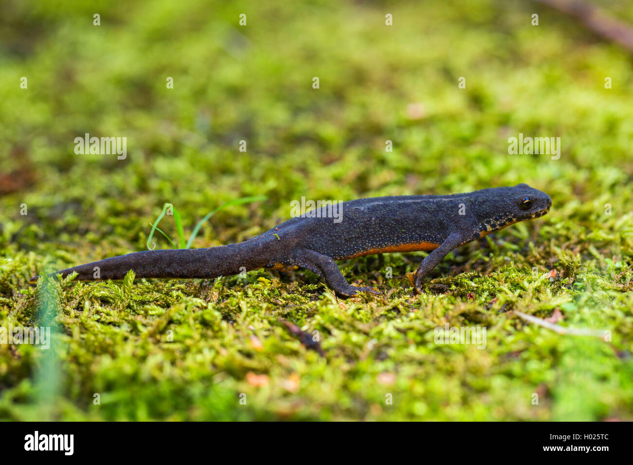 Bergmolch, Berg-Molch, Alpenmolch, Alpen-Molch (Triturus alpestris, Ichthyosaura alpestris, Mesotriton alpestris), Maennchen in  Stock Photo