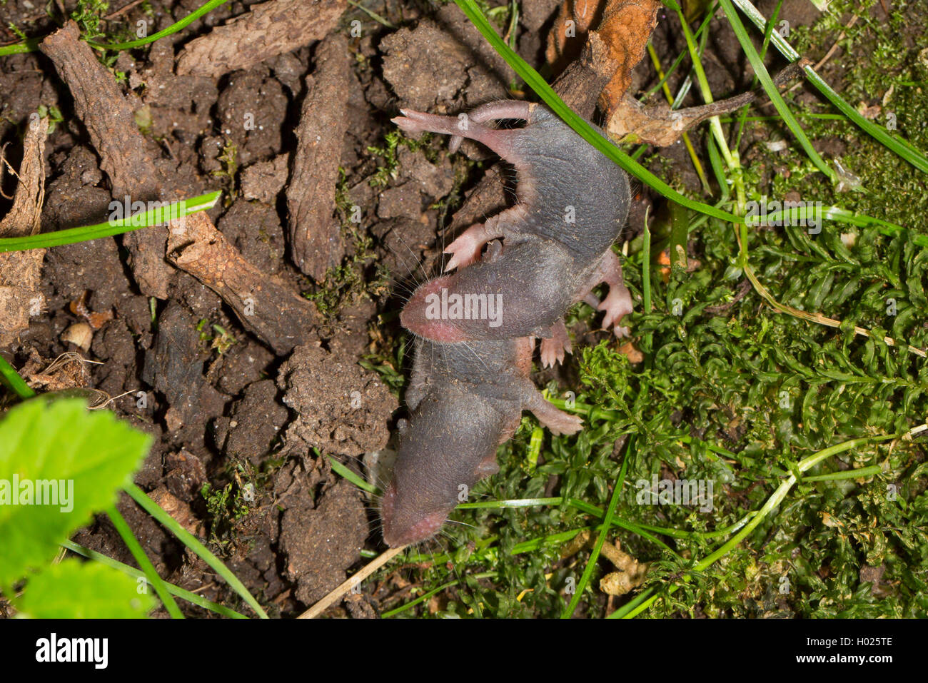 Gartenspitzmaus, Garten-Spitzmaus (Crocidura suaveolens), zwei noch blinde Jungtiere, Deutschland, Bayern | lesser white-toothed Stock Photo