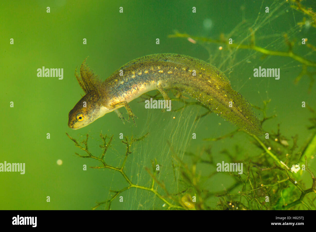 smooth newt (Triturus vulgaris, Lissotriton vulgaris ), larva with outer gills, Germany Stock Photo