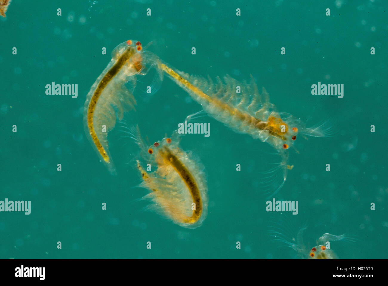 phyllopod (Tanymastix stagnalis), three larvas in naupliar stage Stock Photo