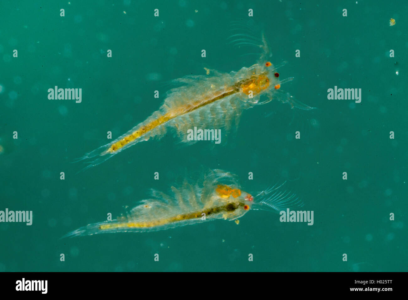 phyllopod (Tanymastix stagnalis), two larvas in naupliar stage Stock Photo