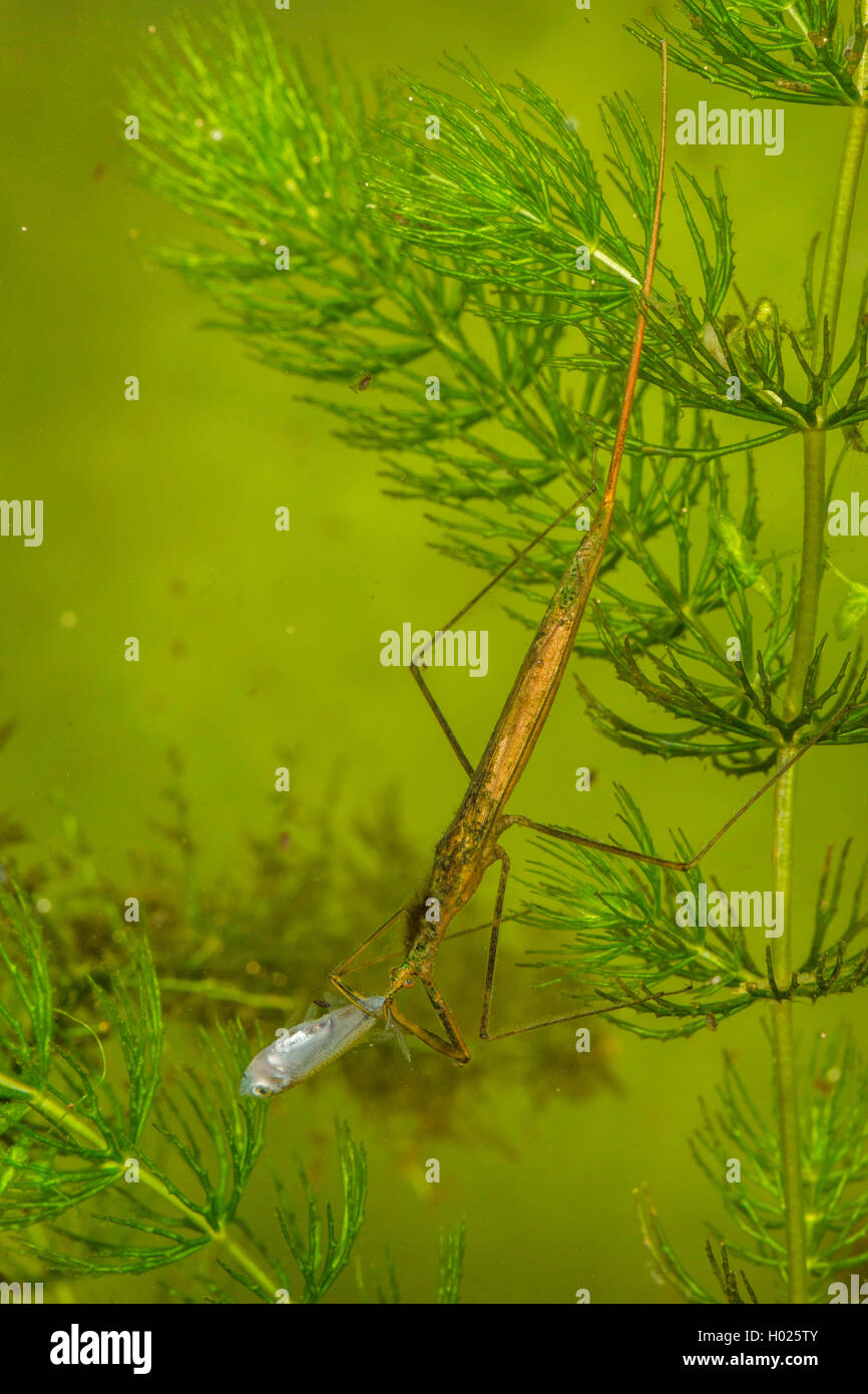 Water Stick Insect, Long-bodied Water Scorpion, Needle Bug (Ranatra linearis), eating a preyed young bream, Germany Stock Photo